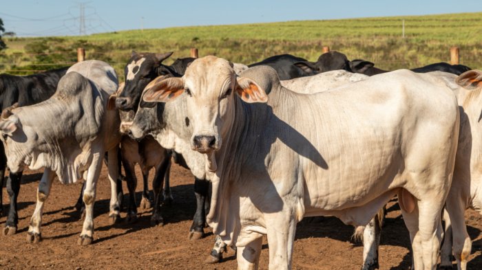 Notícias AGN Associação Goiana do Nelore