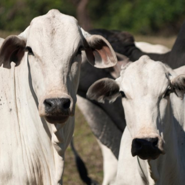 Boi gordo: pecuaristas controlam a oferta e frigoríficos seguem com pouca força de compra